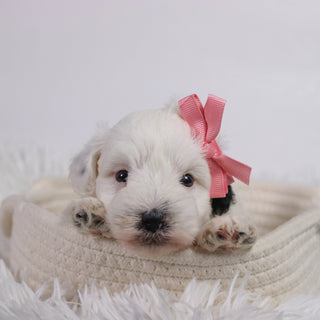 Daisy - Available Now