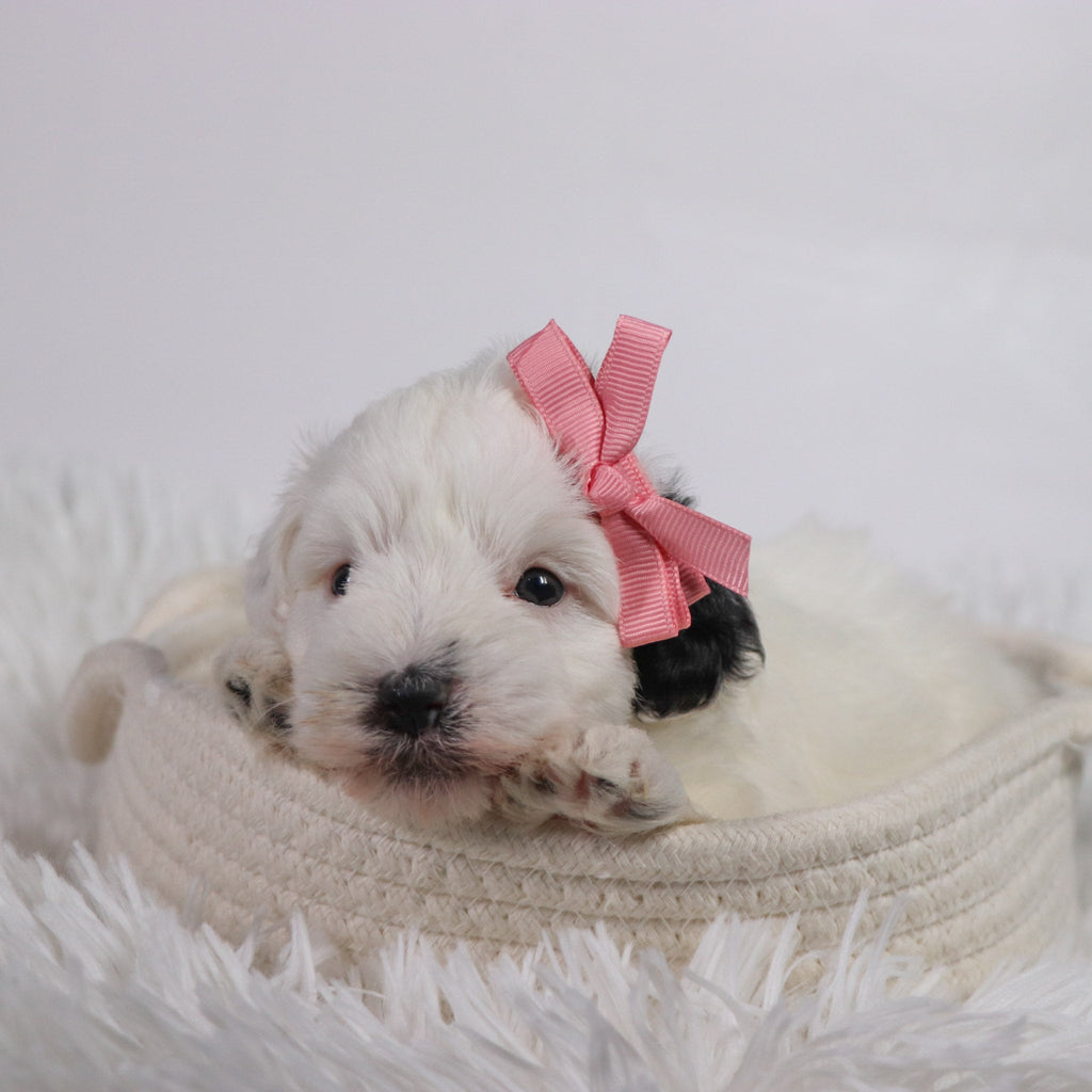 Daisy - Available Now