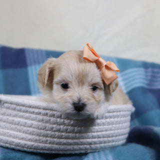 Dani - Available 2/11