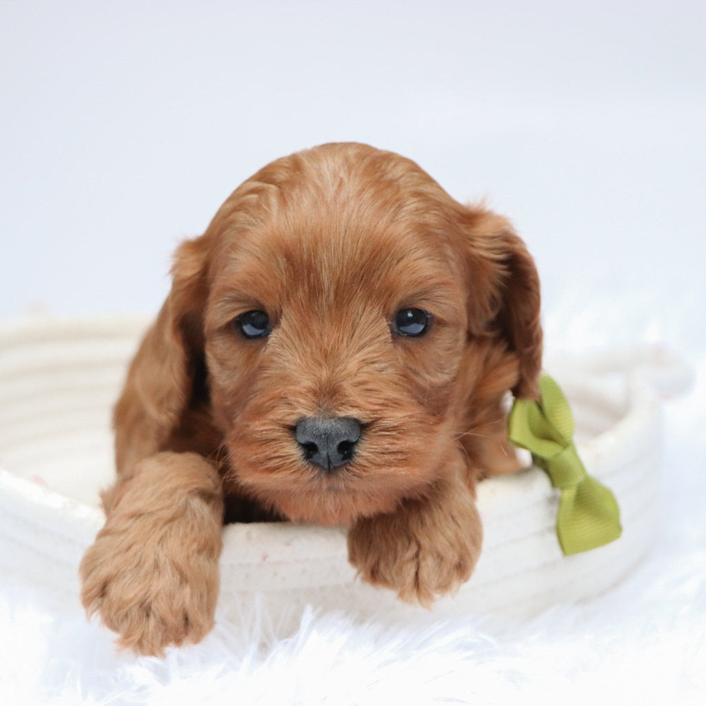 Daryl - available 11/19