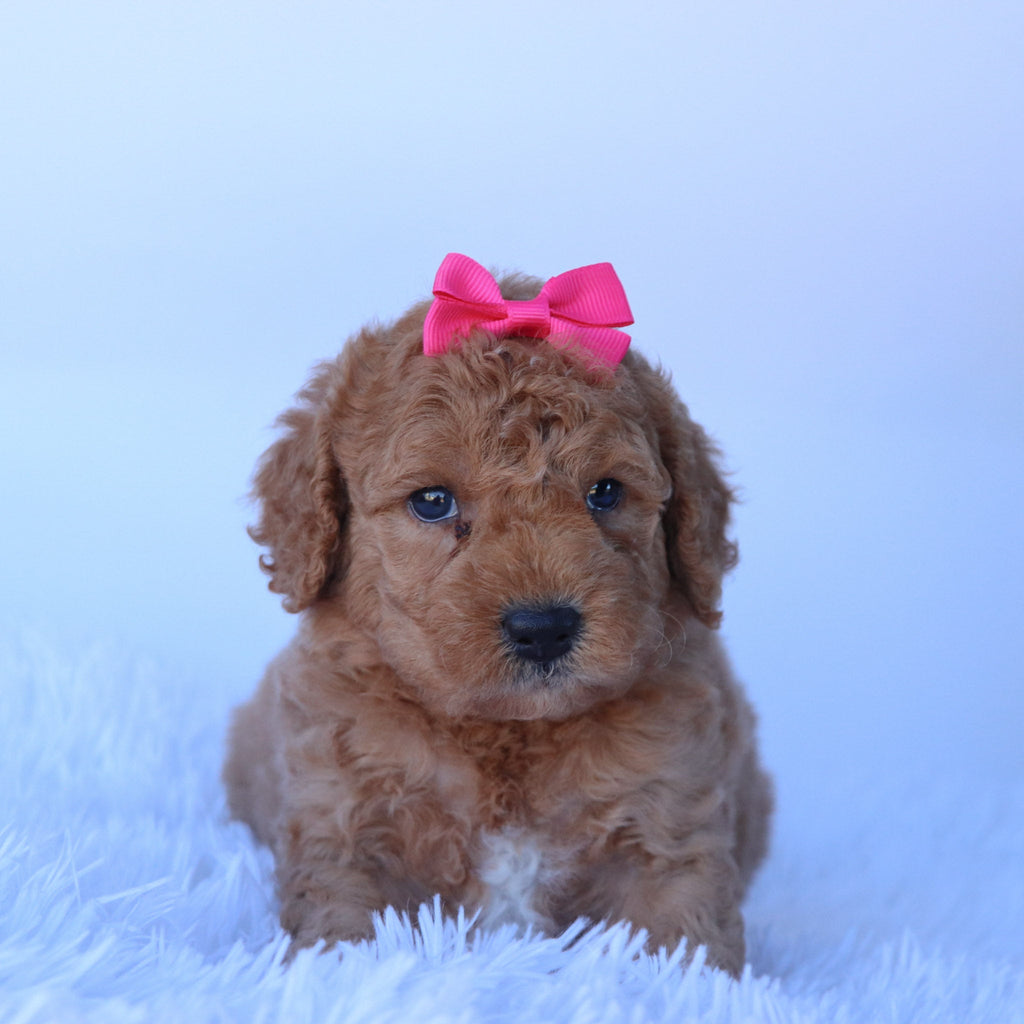 Dasmine - Available Now