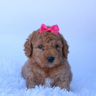 Dasmine - Available Now