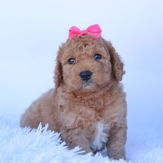 Dasmine - Available Now