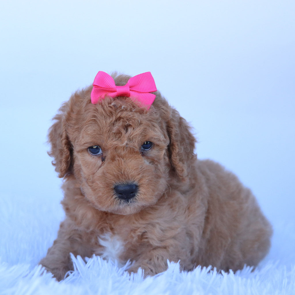 Dasmine - Available Now