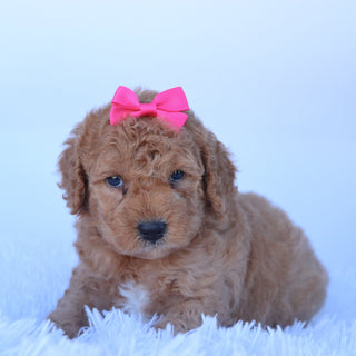 Dasmine - Available Now