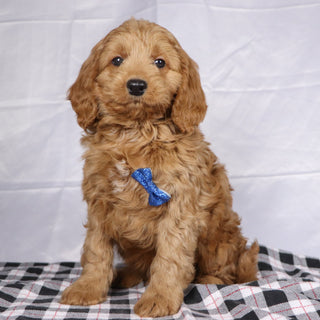 Davis - Available 12/17