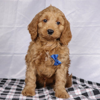 Davis - Available 12/17