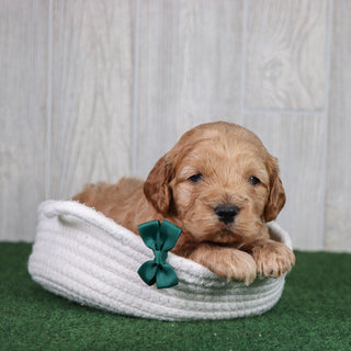 Dax - Available 5/28
