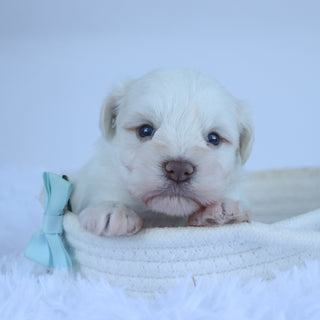 Delaware - Available Now