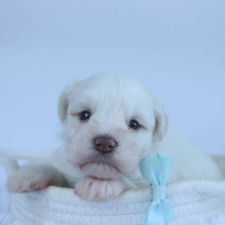 Delaware - Available Now