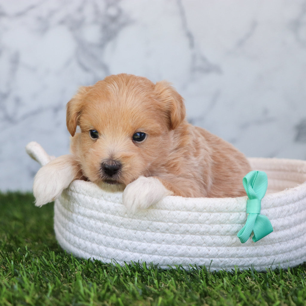 Dennis - Available 6/4