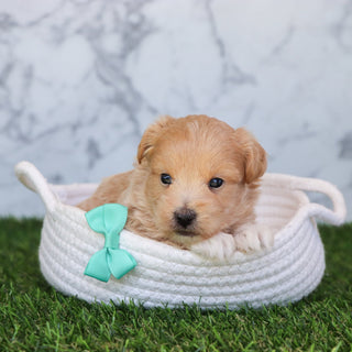 Dennis - Available 6/4
