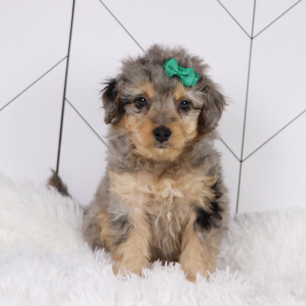 Desiree - Available 1/22