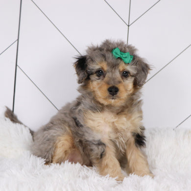 Desiree - Available 1/22