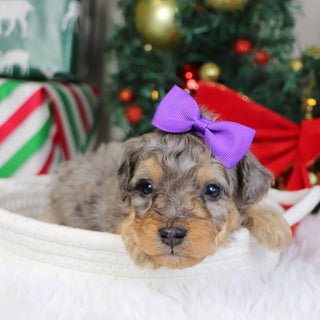 Desiree - Available 1/22