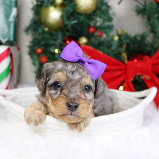 Desiree - Available 1/22