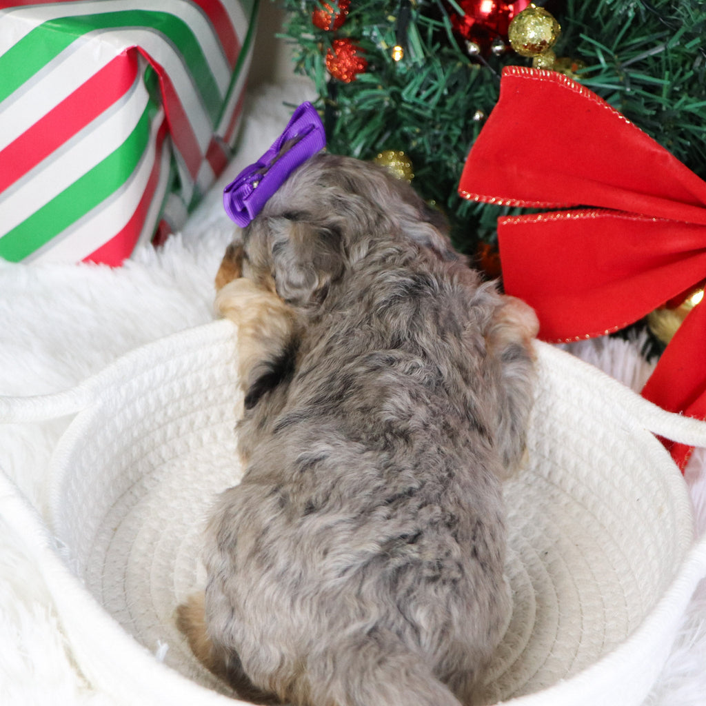 Desiree - Available 1/22