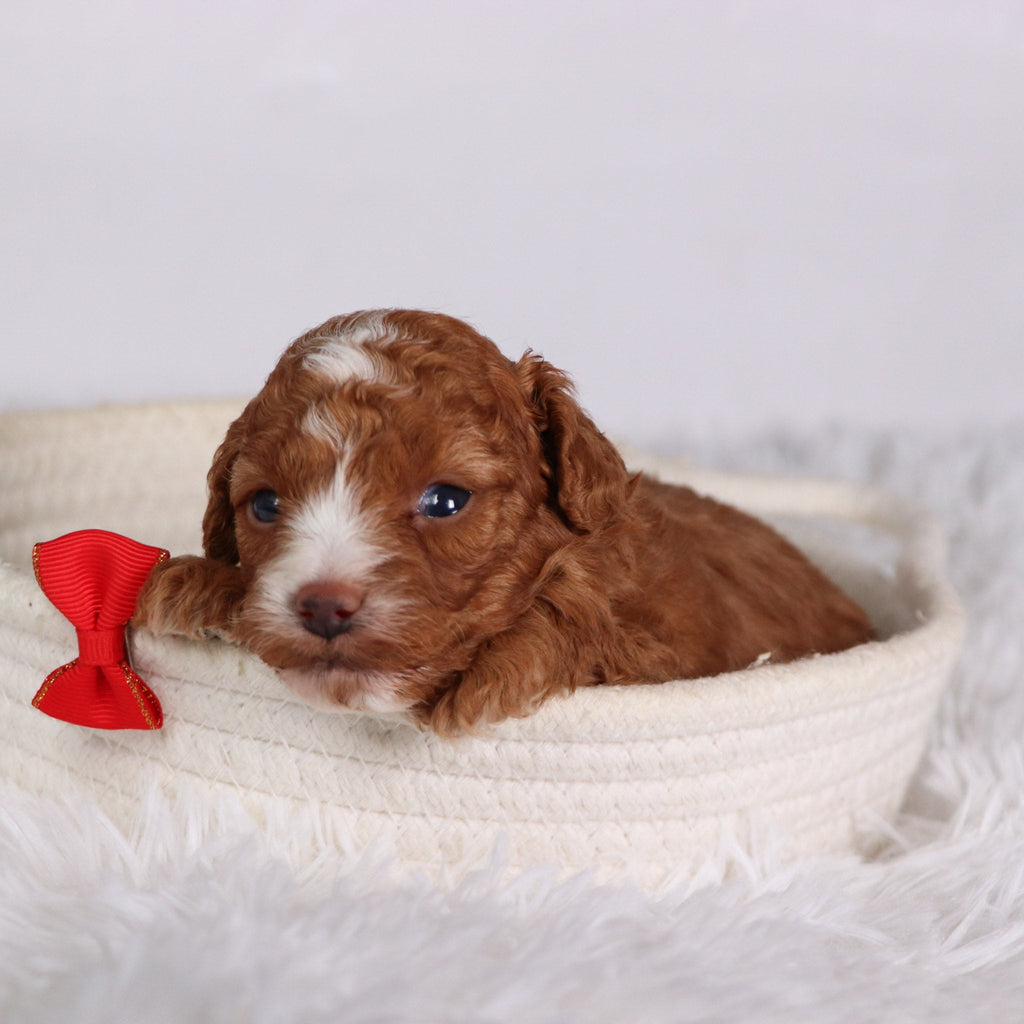 Devin - Available Now