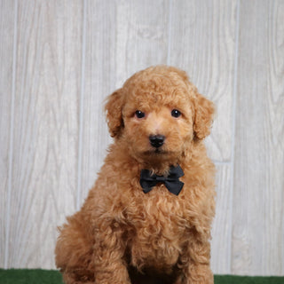 Diego - Available 5/28