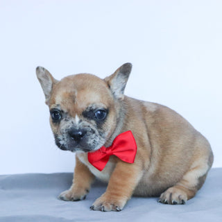 Dilan - Available Now