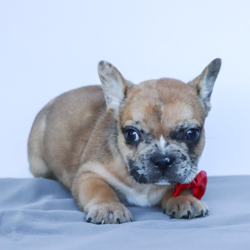 Dilan - Available Now