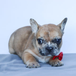 Dilan - Available Now