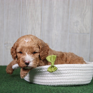 Dodger - Available 5/28