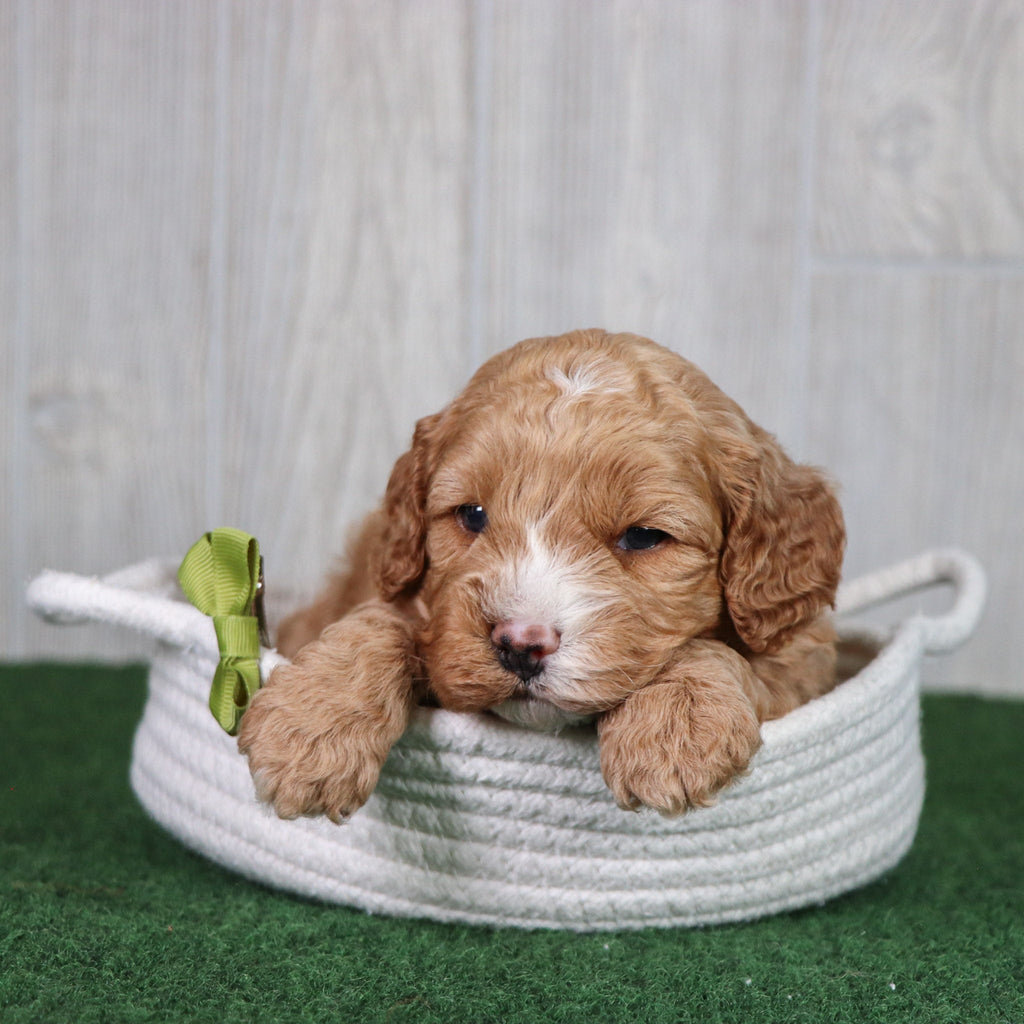 Dodger - Available 5/28