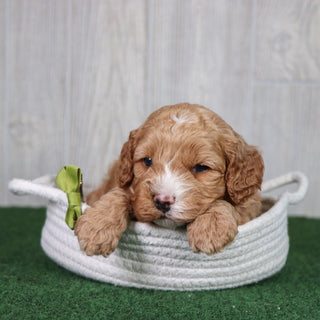 Dodger - Available 5/28