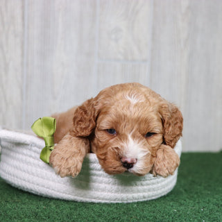 Dodger - Available 5/28
