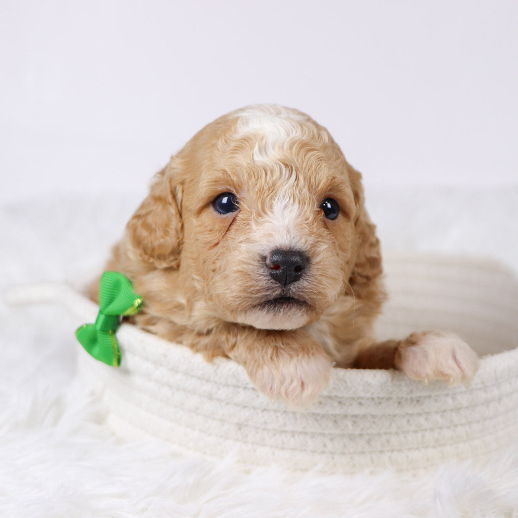 Drake - Available Now