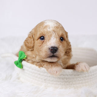 Drake - Available 11/26