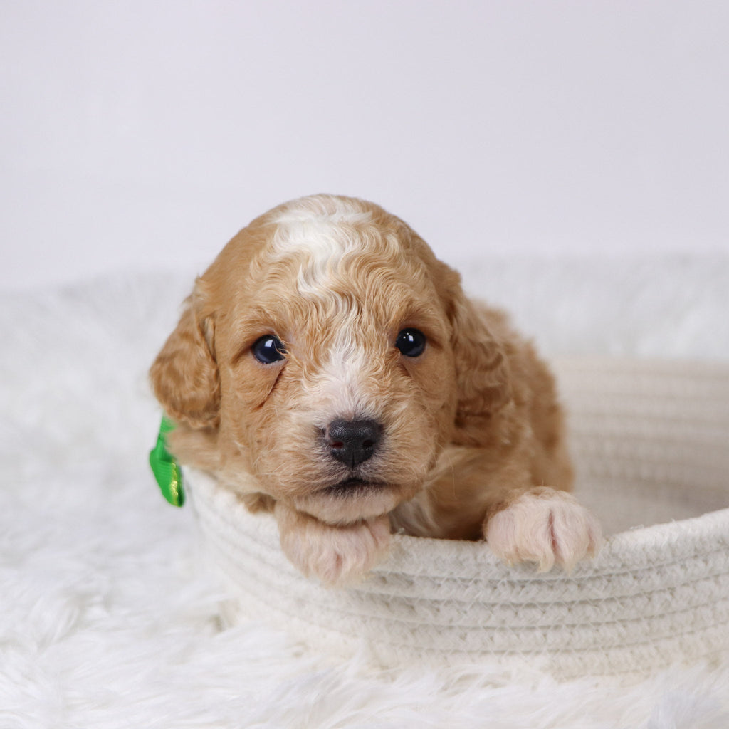 Drake - Available 11/26