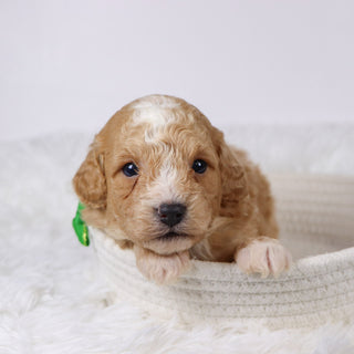 Drake - Available Now