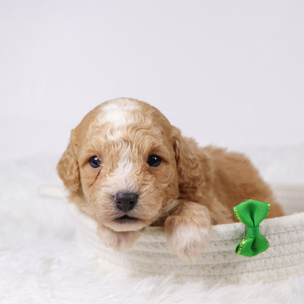 Drake - Available 11/26