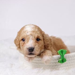 Drake - Available Now