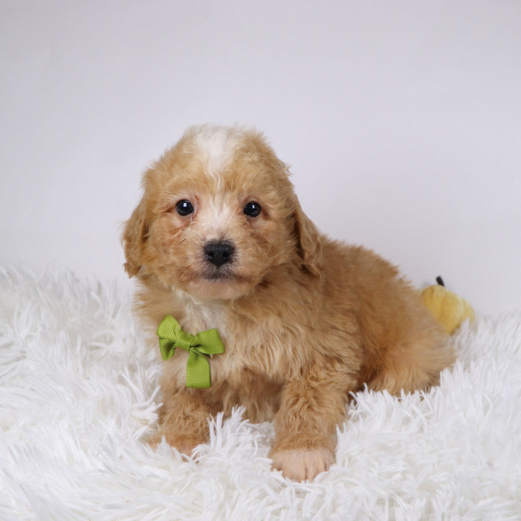 Drake - Available Now