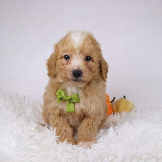 Drake - Available Now