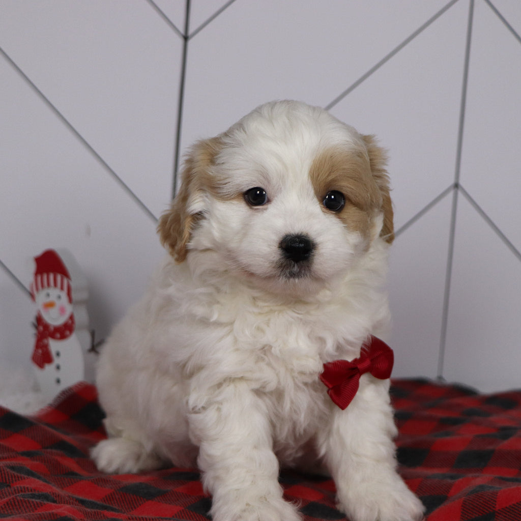 Dublin - Available 1/8