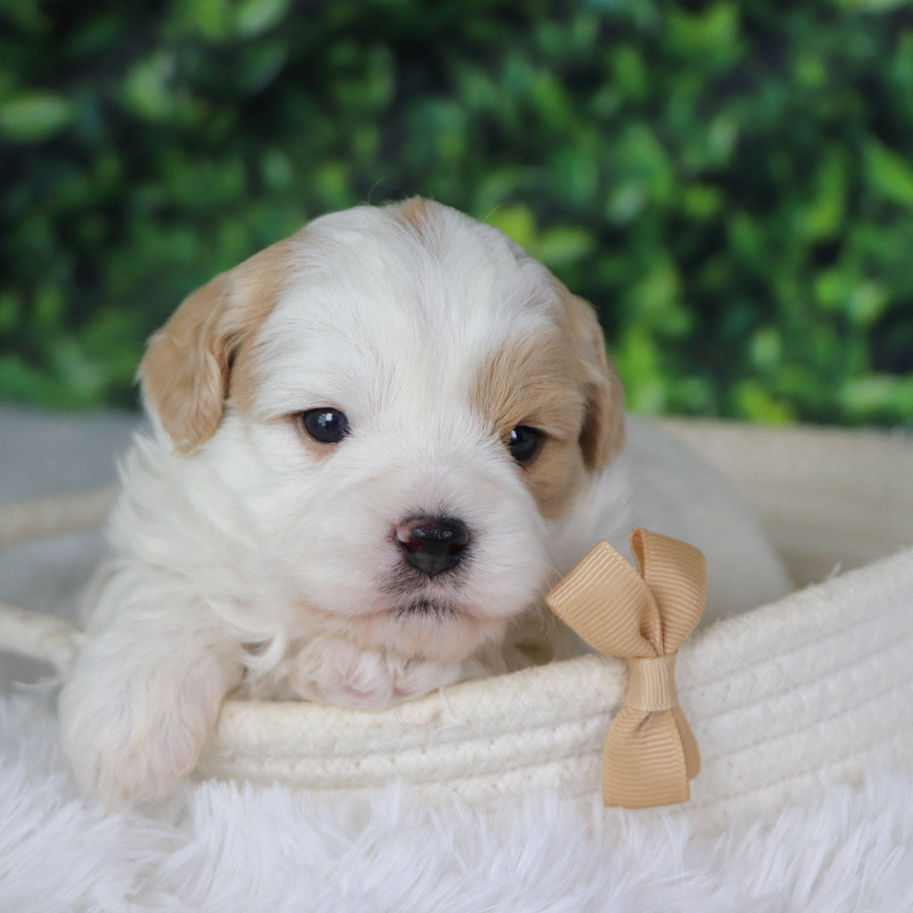 Dublin - Available 1/8