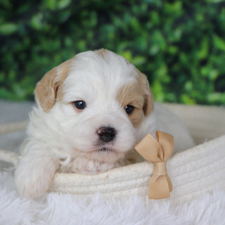 Dublin - Available 1/8