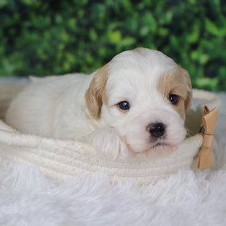 Dublin - Available 1/8