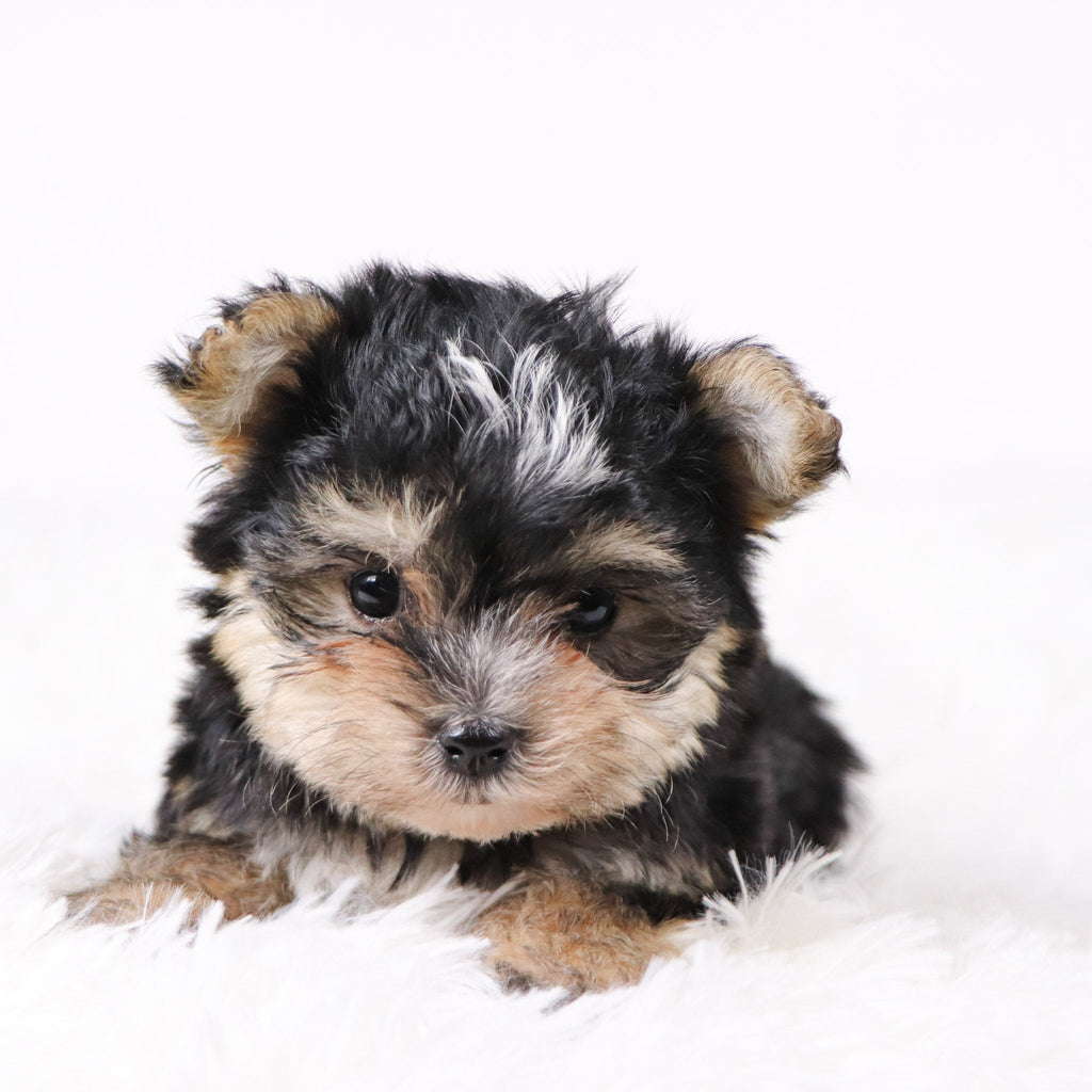 Dustin - Available Now