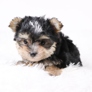 Dustin - Available Now