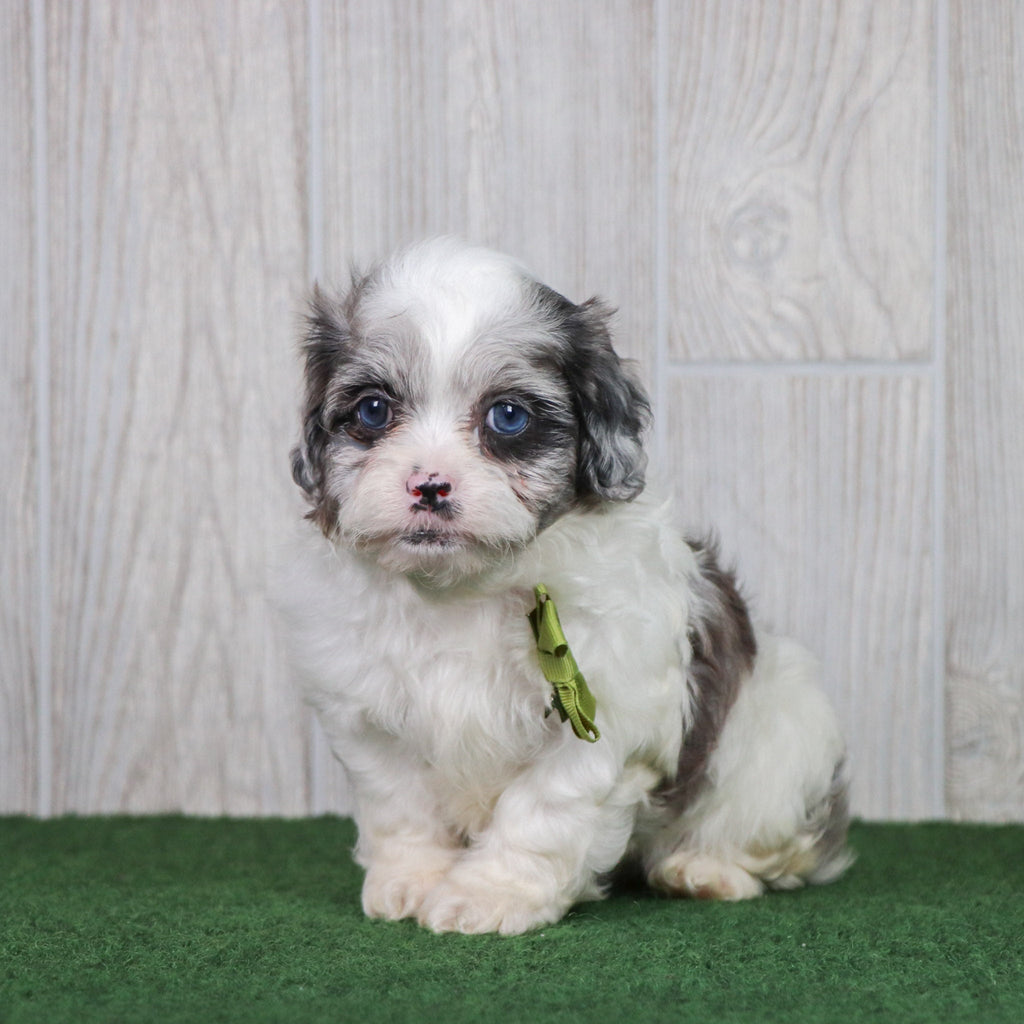 Dusty - Available 5/28