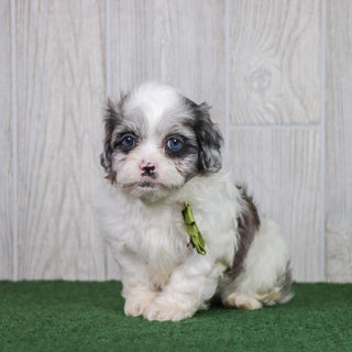 Dusty - Available 5/28
