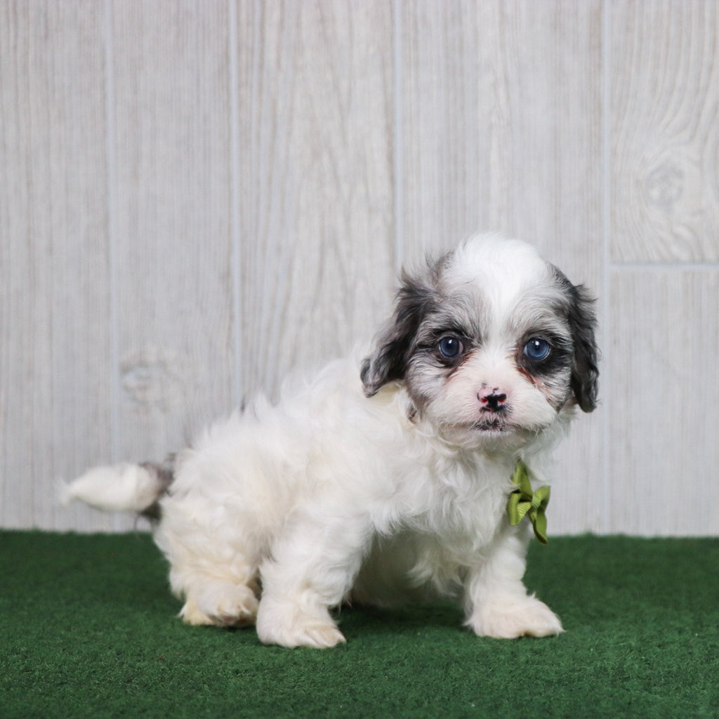 Dusty - Available 5/28