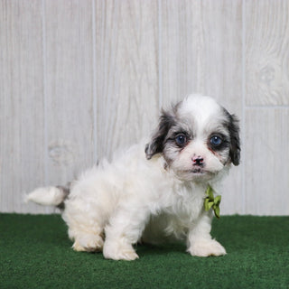 Dusty - Available 5/28