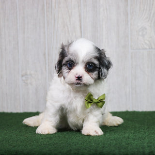 Dusty - Available 5/28