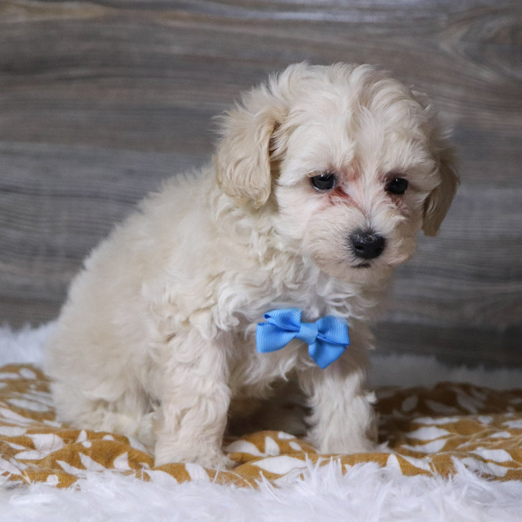 Dylan - Available Now